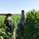 Peran Polri Dukung Petani Jagung di Jelateng Sedenggang, Lombok Barat