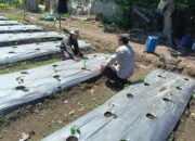 Bhabinkamtibmas Desa Bukit Damai Dampingi Warga Manfaatkan Lahan untuk Pangan Bergizi