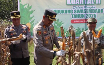 Polres Bima Kota Gelar Panen Raya Jagung Serentak Tahap Dua di Kelurahan Oimbo