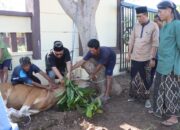 Polres Lombok Utara Rayakan Idul Adha Dengan Pemotongan Hewan Kurban