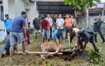 Berbagi Berkah Idul Adha, Polsek Seteluk Gelar Penyembelihan Hewan Kurban dan Distribusi Daging ke Warga