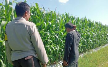 Polsek Lembar Dampingi Petani Jagung di Gunung Gundil