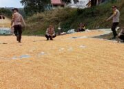 Mendukung Penuh Program Ketahanan Pangan Nasional Kapolsek Donggo Monitoring Stock Jagung
