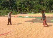 Pantau dan Bantu Kegiatan Petani di Desa Binaan Bhabinkamtibmas Polsek Soromandi Dukung Penuh Program Ketahanan Pangan Nasional