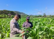Bhabinkamtibmas Desa Sekongkang Bawah Laksanakan Sambang dan Cek Ketahanan Pangan Lahan Jagung MT2