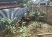 Bhabinkamtibmas Desa Seminar Salit Lakukan Monitoring Ketahanan Pangan, Dukung Program Asta Cita Swasembada Pangan