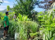 Dukung Ketahanan Pangan, Bhabinkamtibmas Seteluk Atas Rutin Sambangi Lahan Pangan Bergizi Warga