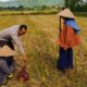 Sinergi Polsek Kuripan dan Petani Iting Langgem, Dukung Swasembada Pangan Lokal