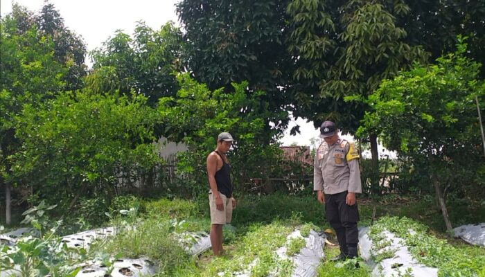 Pemanfaatan Lahan Pekarangan di Desa Jagaraga Jadi Fokus Polsek Kuripan