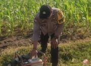 Bhabinkamtibmas Karang Bongkot Dukung Petani Jagung Manis Eksotik Lombok Barat