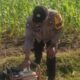 Bhabinkamtibmas Karang Bongkot Dukung Petani Jagung Manis Eksotik Lombok Barat