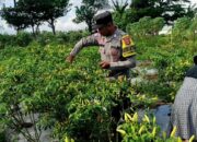 Bhabinkamtibmas Kuripan Utara Dampingi Petani Panen Cabai, Dukung Ketahanan Pangan