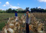 Bhabinkamtibmas Tempos Dampingi Panen Jagung, Wujud Nyata Dukung Ketahanan Pangan