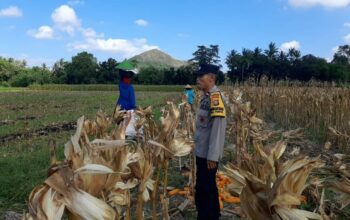 Bhabinkamtibmas Tempos Dampingi Panen Jagung, Wujud Nyata Dukung Ketahanan Pangan