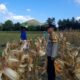 Polisi Hadir di Sawah: Sinergi Petani dan Bhabinkamtibmas Desa Tempos Jaga Ketahanan Pangan