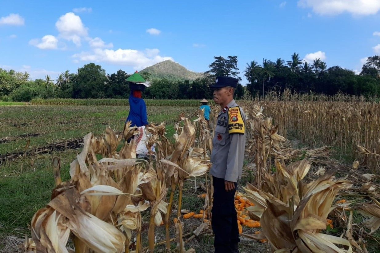 Bhabinkamtibmas Tempos Dampingi Panen Jagung, Wujud Nyata Dukung Ketahanan Pangan