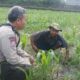 Warga Dusun Are Manis Diedukasi Tanam Sayuran untuk Swasembada Pangan