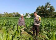Sinergi Polisi dan Warga Perempung Dukung Program Swasembada Pangan Nasional