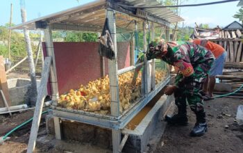 Kisah Peternakan Bebek Safiudin di Langko Didampingi Babinsa
