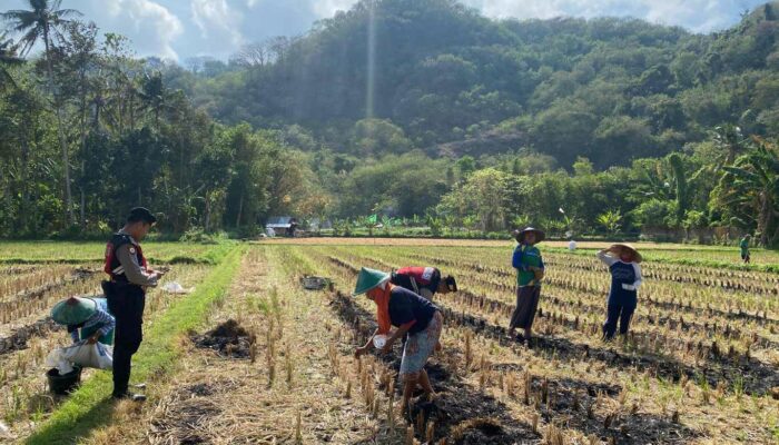 Polres Lobar Kawal Produksi Jagung di Kecamatan Gerung