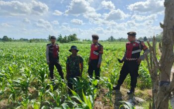 Polres Lombok Barat Dukung Petani Jagung Desa Dasan Geres Jaga Ketahanan Pangan