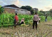Polsek Kuripan Dukung Ketahanan Pangan di Dusun Pelulan Lewat Sosialisasi ke Petani Jagung