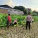 Polri Turun ke Sawah: Bhabinkamtibmas Sosialisasi Ketahanan Pangan di Kuripan Utara