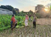Polsek Kuripan Dukung Petani Jagung di Kumbung Barat Wujudkan Ketahanan Pangan