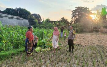 Polsek Kuripan Dukung Petani Jagung di Kumbung Barat Wujudkan Ketahanan Pangan