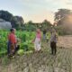 Polsek Kuripan Dukung Petani Jagung di Kumbung Barat Wujudkan Ketahanan Pangan