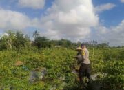 Sinergi Polri dan Warga Dusun Pelulan Wujudkan Ketahanan Pangan Keluarga