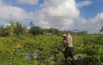 Sinergi Polri dan Warga Dusun Pelulan Wujudkan Ketahanan Pangan Keluarga