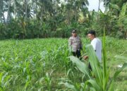 Polri di Tengah Petani Jagung: DDS Bangun Ketahanan Pangan Sekotong