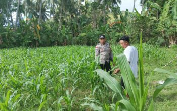 Polri di Tengah Petani Jagung: DDS Bangun Ketahanan Pangan Sekotong