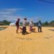 Bhabinkamtibmas Desa Talonang Baru Dampingi Panen dan Penjemuran Jagung Tahap II, Wujudkan Kehadiran Polri di Tengah Warga