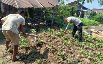 Dukung Ketahanan Pangan, Bhabinkamtibmas Tapir Bantu Warga Kelola Lahan Pekarangan Bergizi