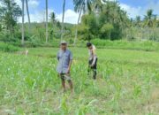 Jagung dan Keamanan: Bhabinkamtibmas Cendi Manik Turun ke Lahan