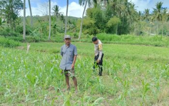 Jagung dan Keamanan: Bhabinkamtibmas Cendi Manik Turun ke Lahan