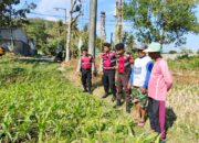 Polri Hadir Bantu Petani Jagung Wujudkan Swasembada di Lombok Barat