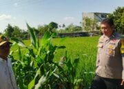 Bhabinkamtibmas Telagawaru Edukasi Petani Soal Lahan Pekarangan Bergizi