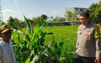 Bhabinkamtibmas Telagawaru Edukasi Petani Soal Lahan Pekarangan Bergizi