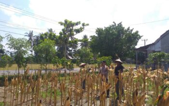 Sinergi Polisi dan Petani pada Panen Jagung Hibrida di Dusun Berambang, Lombok Barat