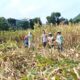 Bhabinkamtibmas Desa Adu Polsek Hu’u Laksanakan Sambang dan Bantu Panen Jagung Guna Dukung Program Ketahanan Pangan Nasional