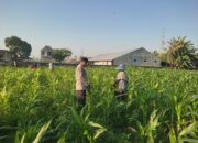 Bhabinkamtibmas Desa Kuranji Dorong Warga Manfaatkan Lahan Kosong untuk Ketahanan Pangan