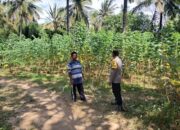 Polsek Sekotong Ajak Warga Desa Pelangan Wujudkan Pekarangan Pangan Bergizi