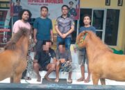 Misteri Hilangnya Sepasang Kuda Terungkap, Dua Pria Pencurinya Sukses Dibekuk Tim Opsnal Polsek Rastim