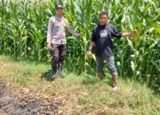Bhabinkamtibmas Desa Lasi Dampingi Petani Dukung Program Ketahanan Pangan Nasional Menuju Indonesia Emas 2045