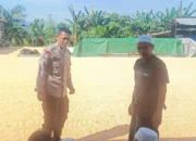 Bhabinkamtibmas Dorong Ketahanan Pangan Lewat Gudang Jagung di Babussalam