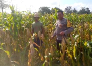 Bhabinkamtibmas Kuripan Dorong Petani Jagaraga Wujudkan Ketahanan Pangan