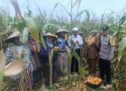 Bhabinkamtibmas Gerung Kawal Panen Jagung, Petani Sumringah!